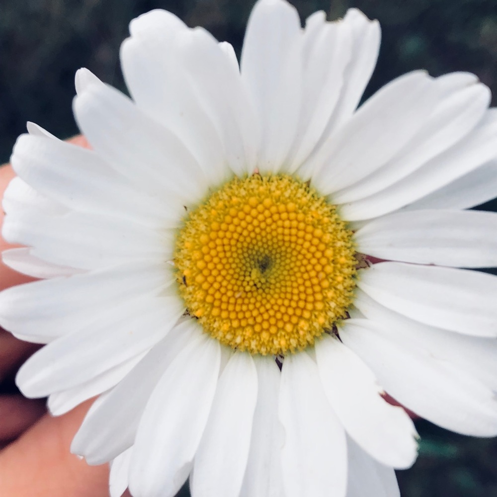 Meet your Posher, Flora